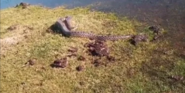 Una enorme curiyú apareció en un bañado en el interior de Corrientes